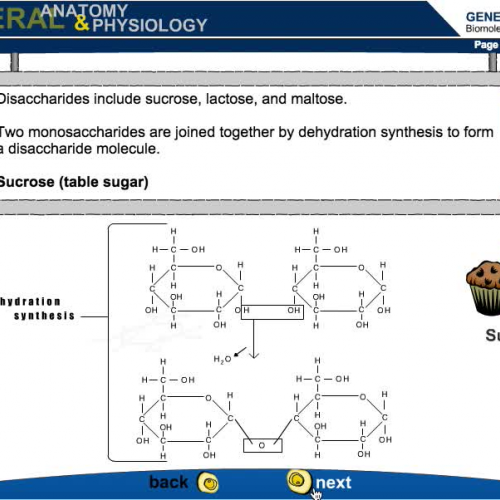 Biomolecules: The Carbohydrates