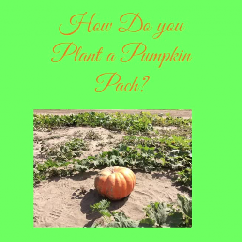 How Do You Plant  a Pumpkin Patch