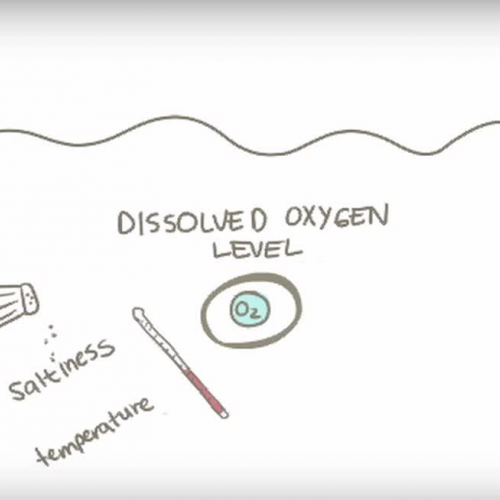 Unit 7 Dissolved Oxygen Video