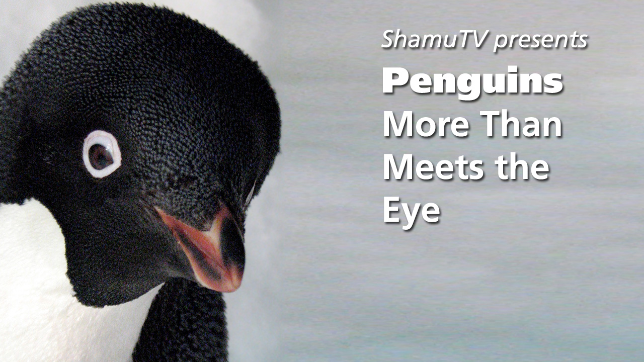ShamuTV: Penguins – More Than Meets The Eye