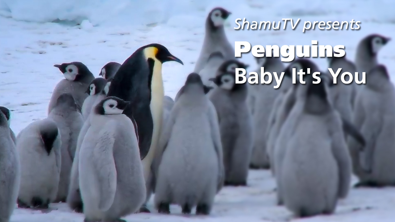 ShamuTV: Penguins – Baby It’s You