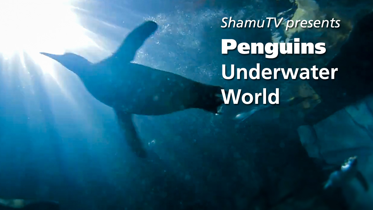 ShamuTV: Penguins – Underwater World