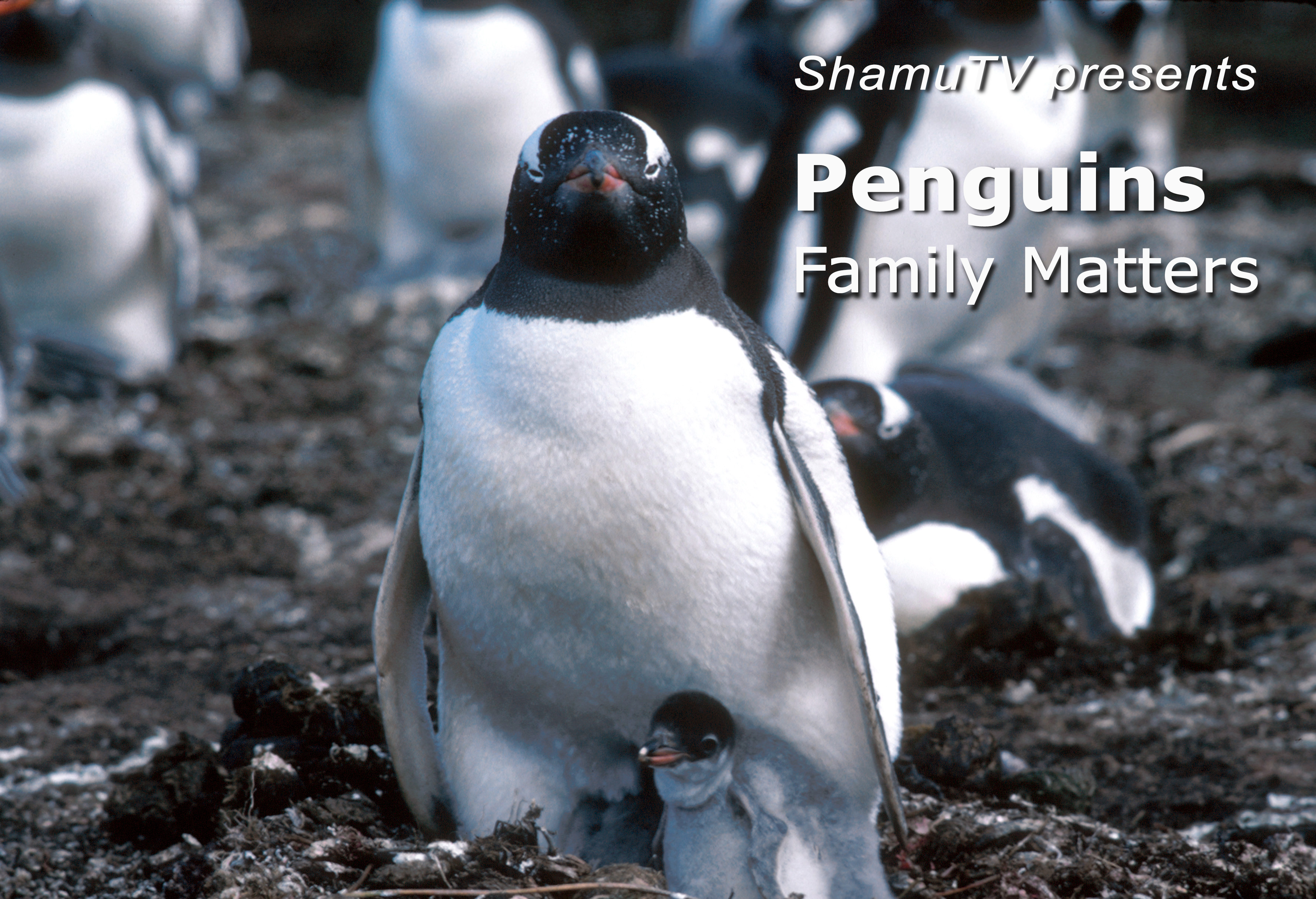 ShamuTV: Penguin – Family Matters
