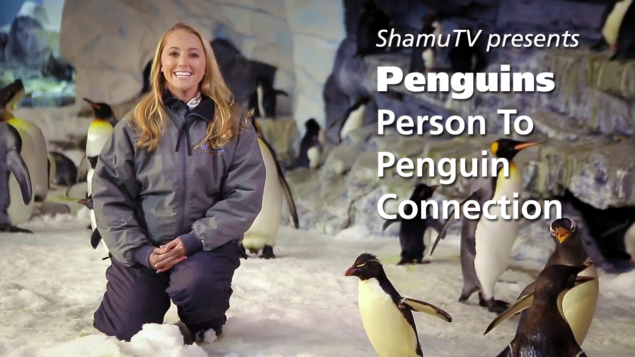 ShamuTV: Penguins – Person To Penguin Connection