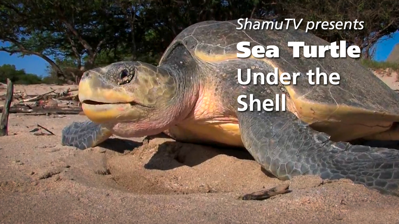 ShamuTV: Sea Turtle - Under the Shell