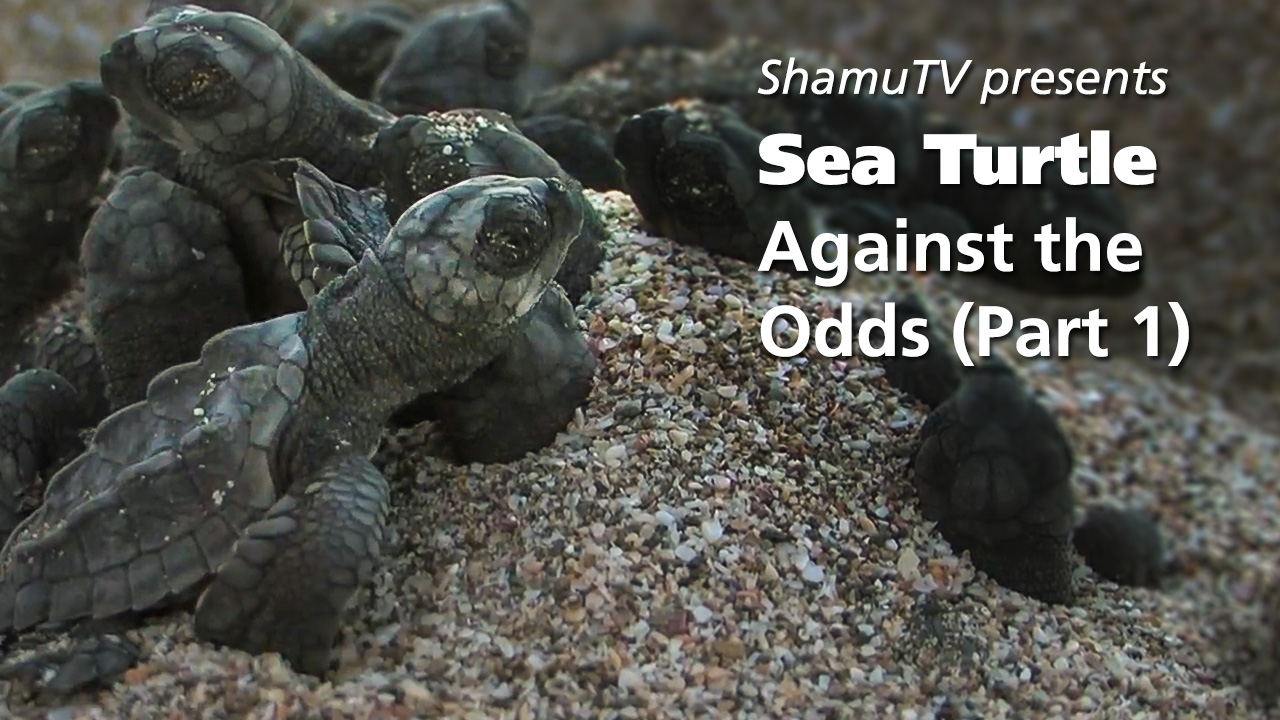 ShamuTV: Sea Turtle-Against the Odds (Part 1)