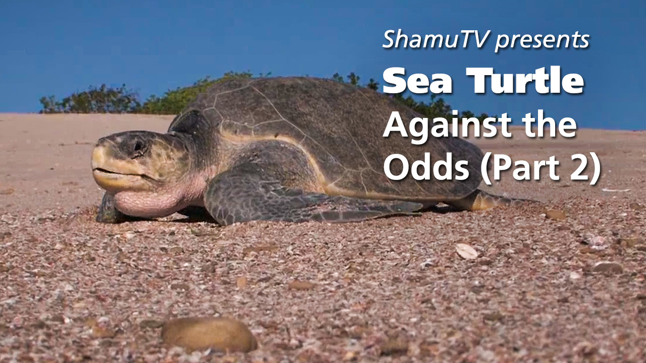 ShamuTV: Sea Turtle-Against the Odds (Part 2)