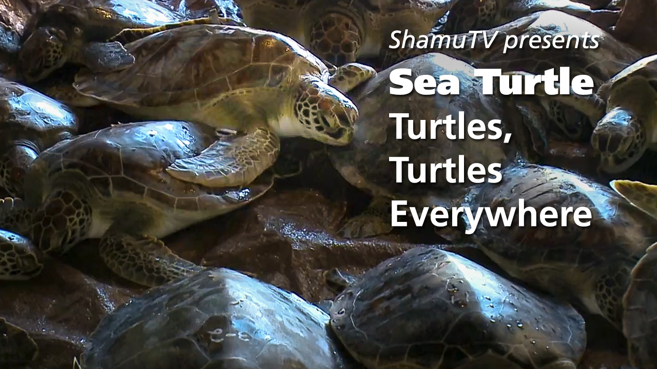 ShamuTV: Sea Turtle – Turtles, Turtles Everywhere