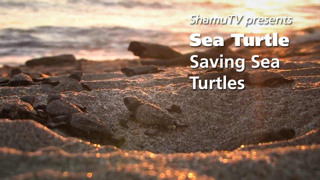ShamuTV: Sea Turtle-Saving Sea Turtles 