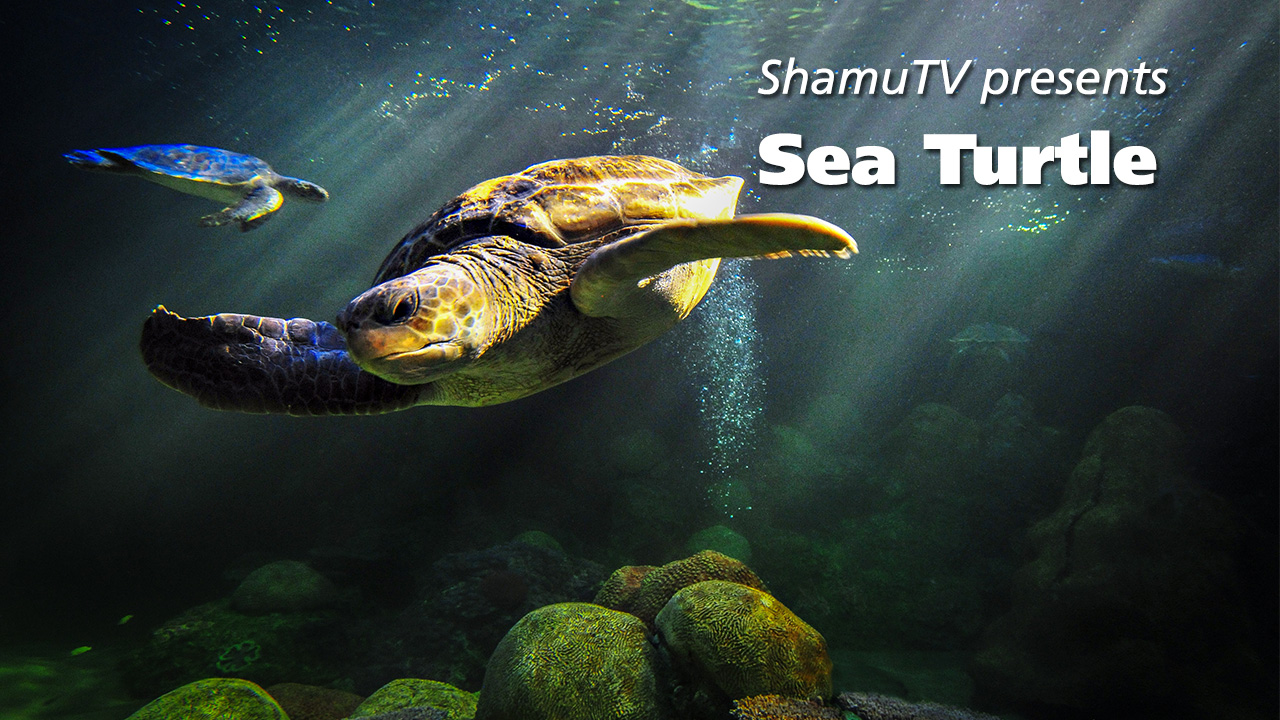ShamuTV:  Sea Turtles (Full Show)