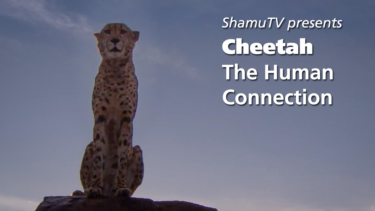 ShamuTV:  Cheetahs - Cheetah, The Human Connection