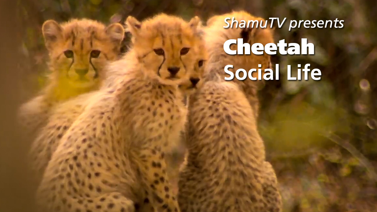 ShamuTV: Cheetahs - Cheetah Social Life