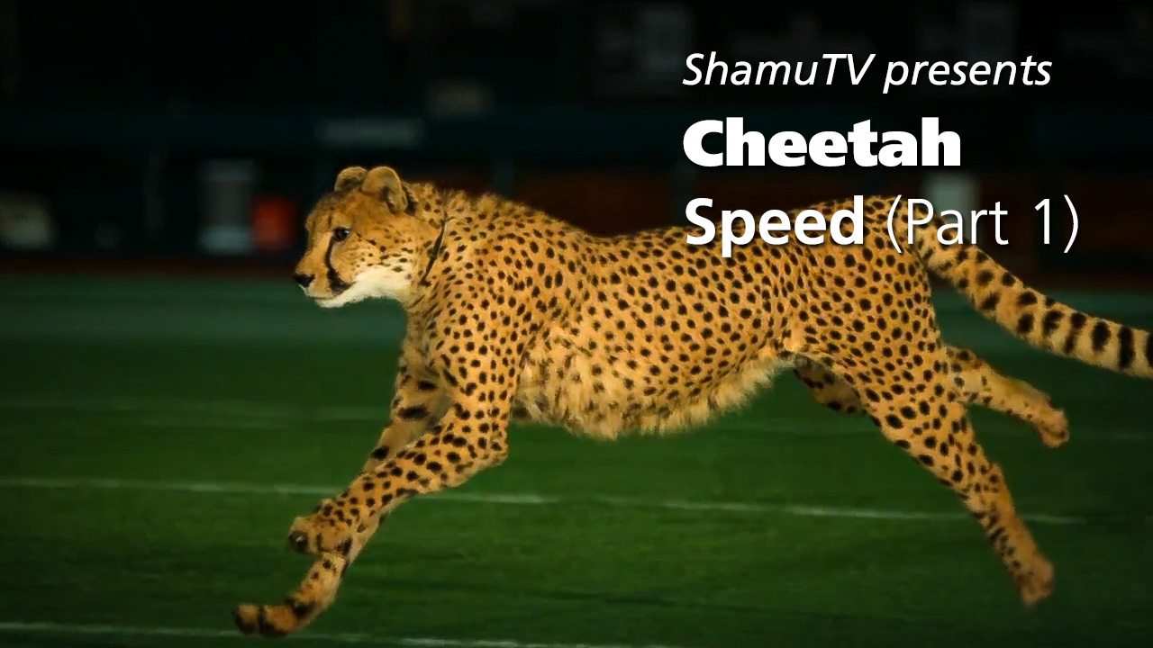 ShamuTV: Cheetahs - Cheetah Speed Part 1