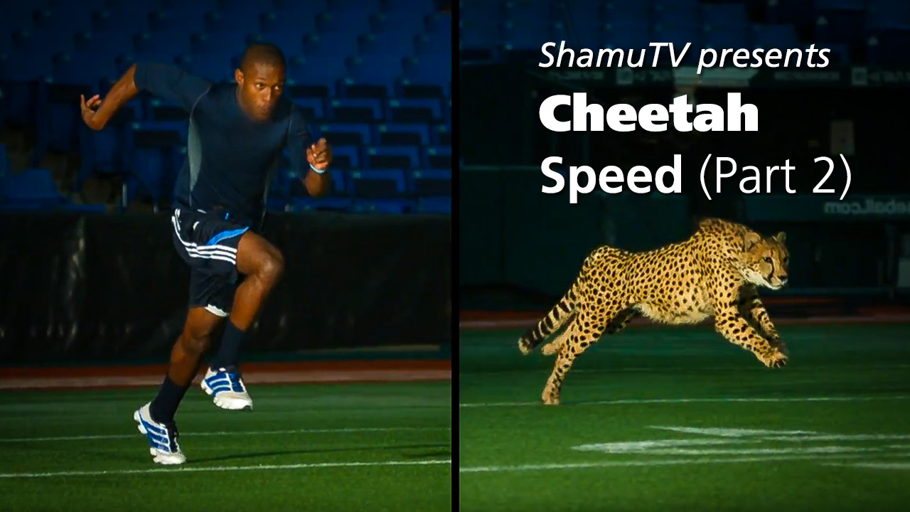 Shamu TV: Cheetahs - Cheetah Speed Part 2