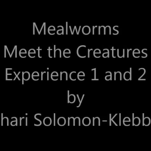 Mealworms Experience 1 and 2 (ASL) Solomon-Klebba