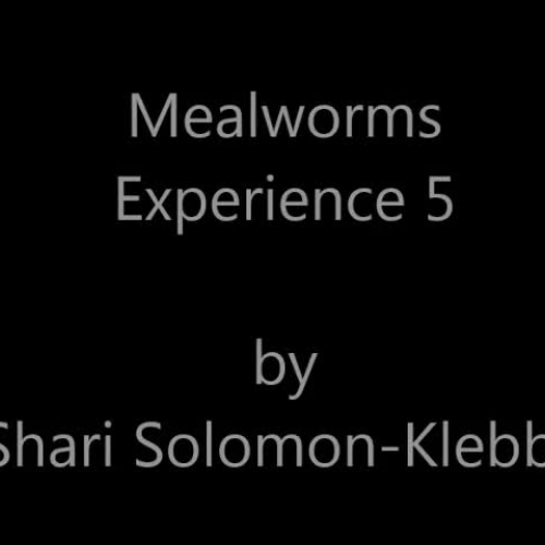 ASL Mealworms Experience 5 Solomon-Klebba