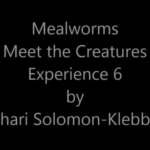ASL Mealworms Experience 6 Solomon-Klebba