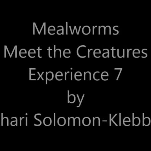 ASL Mealworms Experience 7 Solomon-Klebba