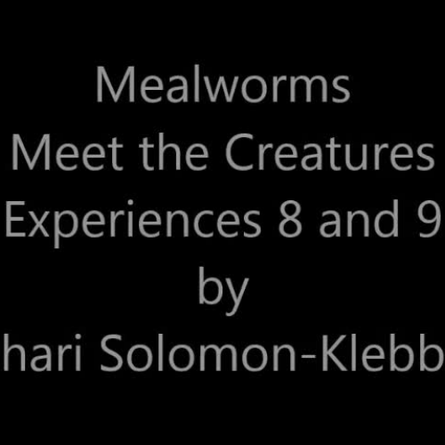 ASL Mealworms Experiences 8 and 9
