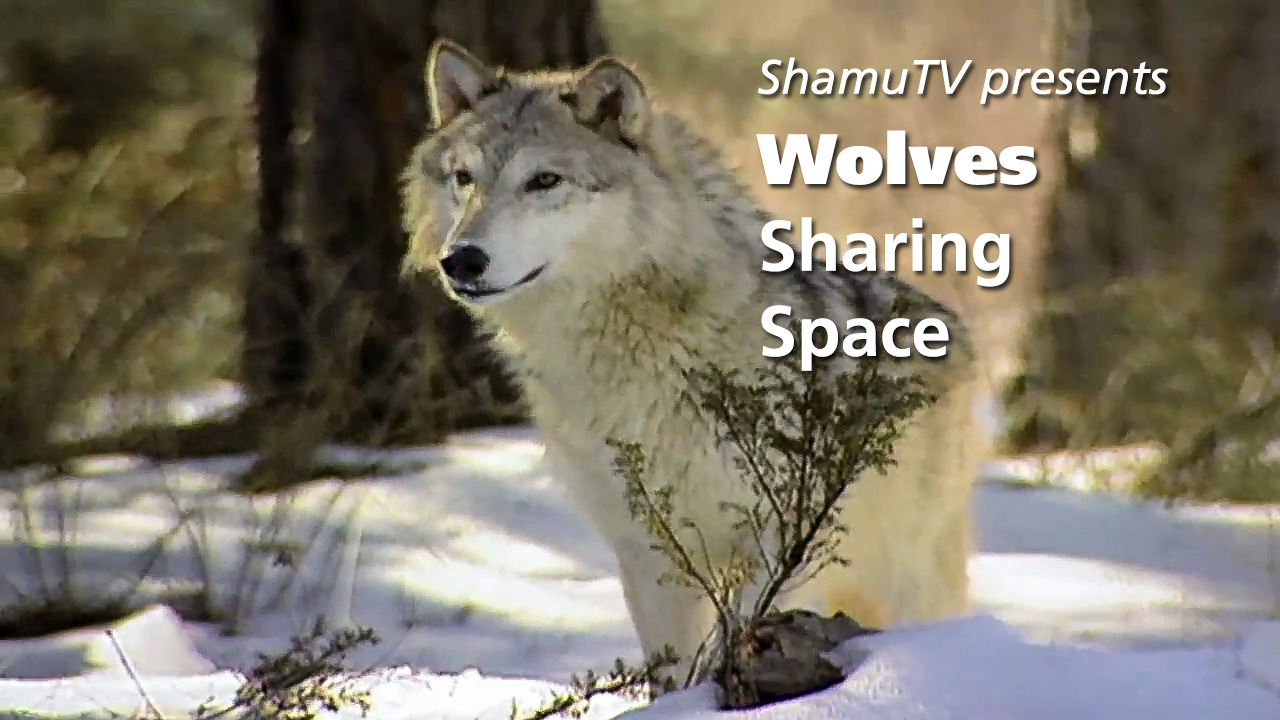 Shamu TV:  Wolves - Sharing Space