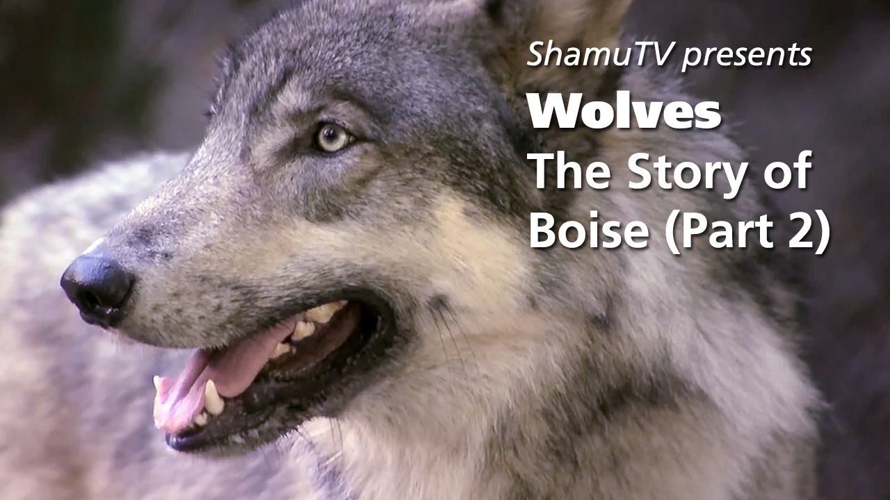 Shamu TV:  Wolves - The Story of Boise, Part Two