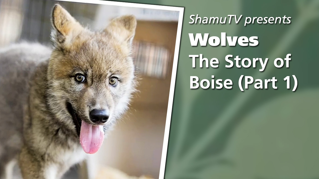 Shamu TV:  Wolves - The Story of Boise, Part One