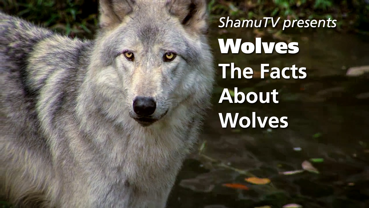 Shamu TV:  Wolves - The Facts About Wolves