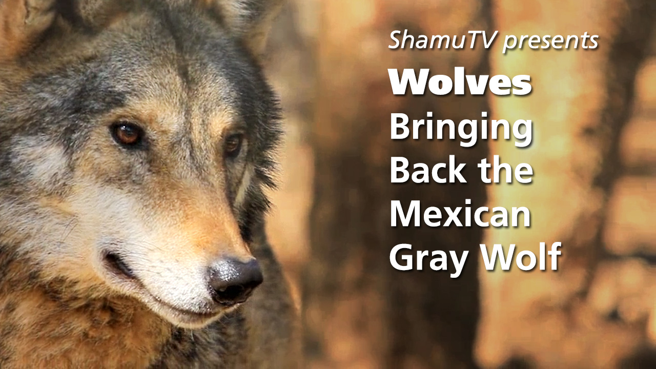 Shamu TV:  Wolves - Bringing Back the Mexican Gray Wolf