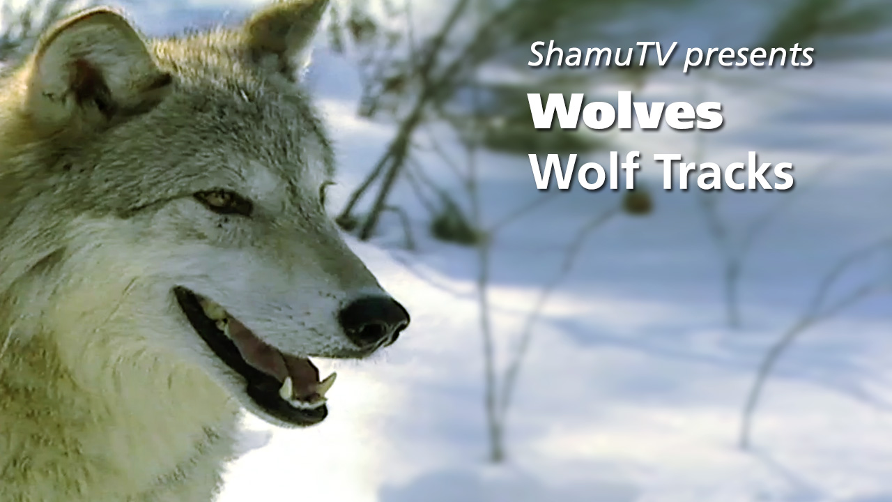 Shamu TV: Wolves - Wolf Tracks