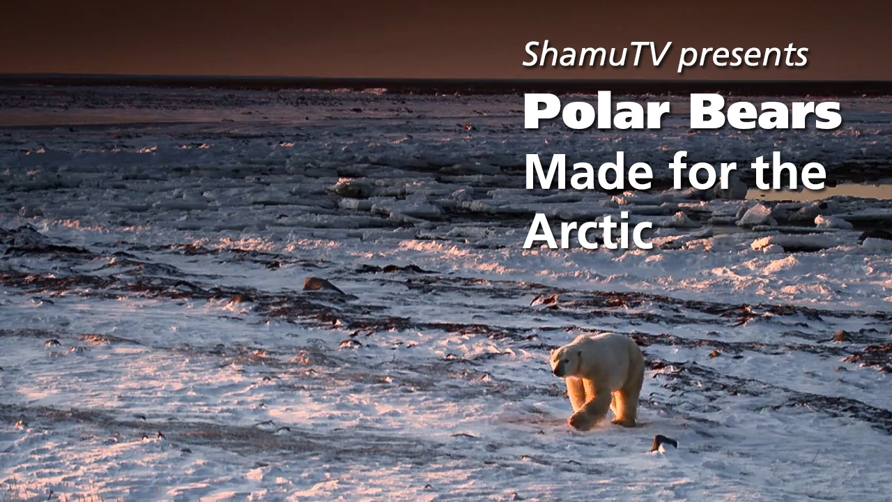 Shamu TV:  Polar Bears - Made for the Arctic