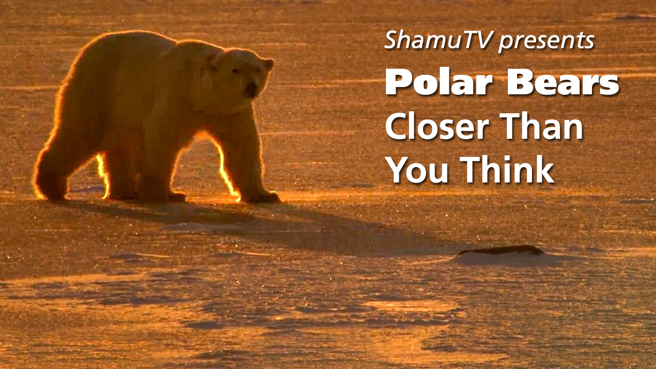 ShamuTV:  Polar Bears - Closer Than you Think