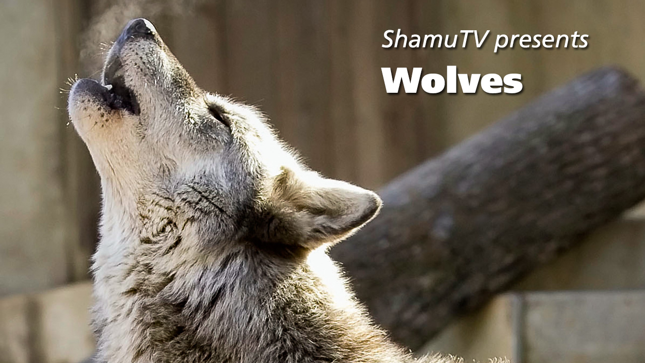 ShamuTV: Wolves (Full Show)