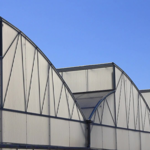 Pea Shoots / Golden Pea Shoots FFVP 