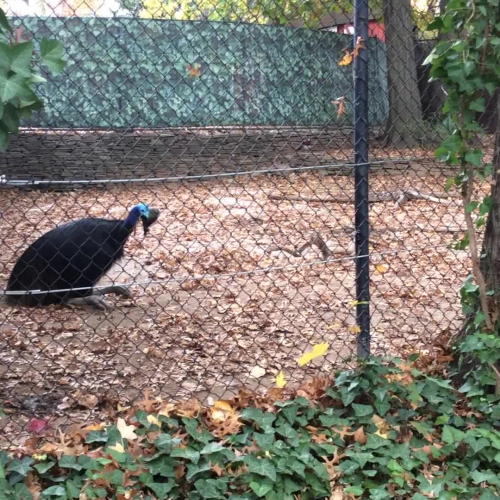 Staten Island Zoo Cassowary