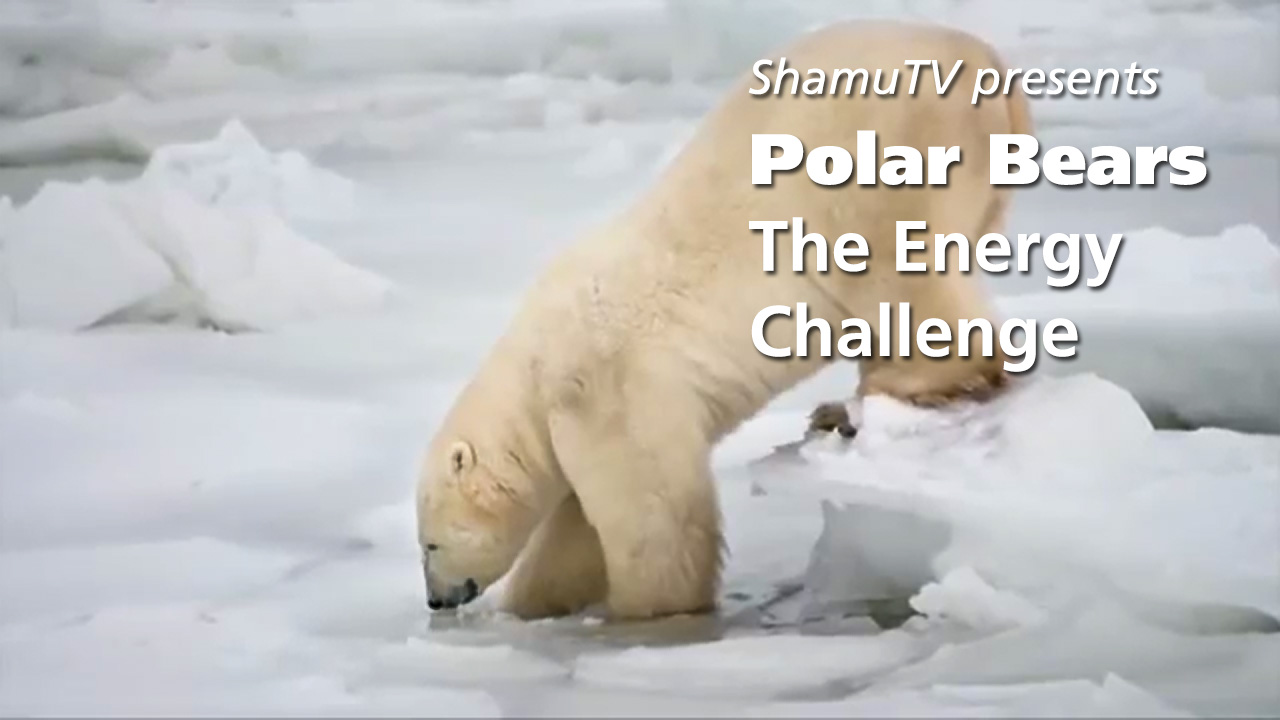 Shamu TV: Polar Bears - The Energy Challenge
