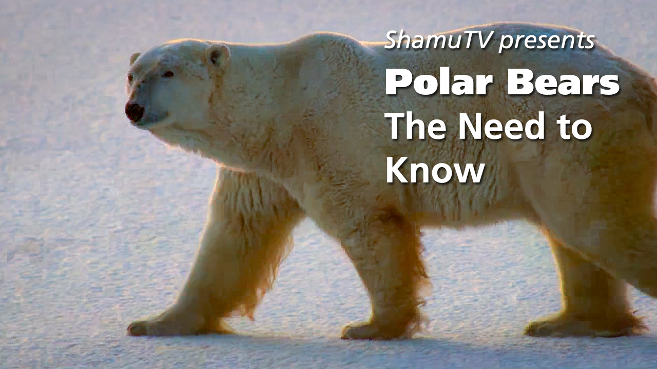 Shamu TV: Polar Bears - The Need to Know