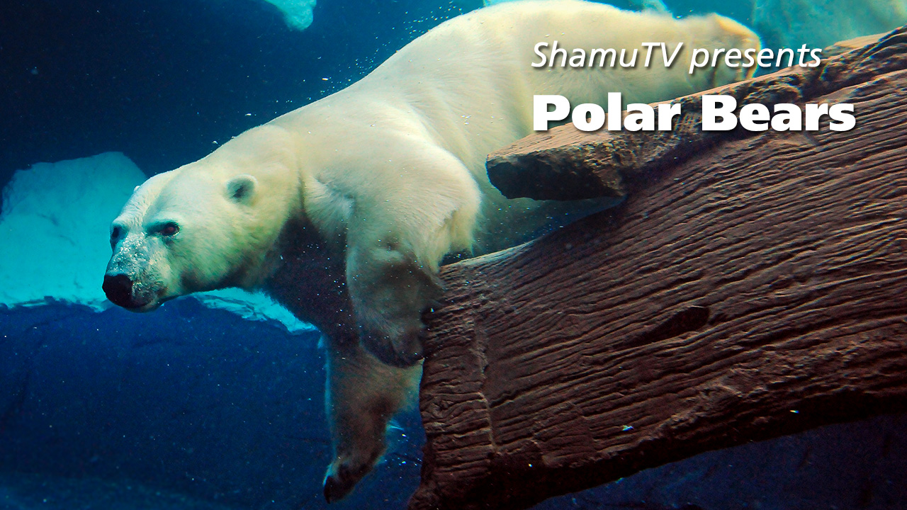 Shamu TV: Polar Bears (Full Show)