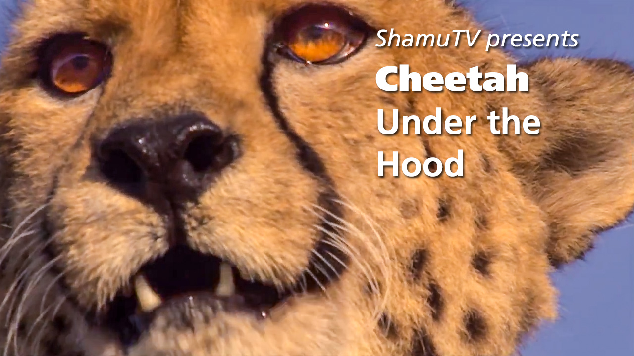 Shamu TV - Cheetah - Under the Hood