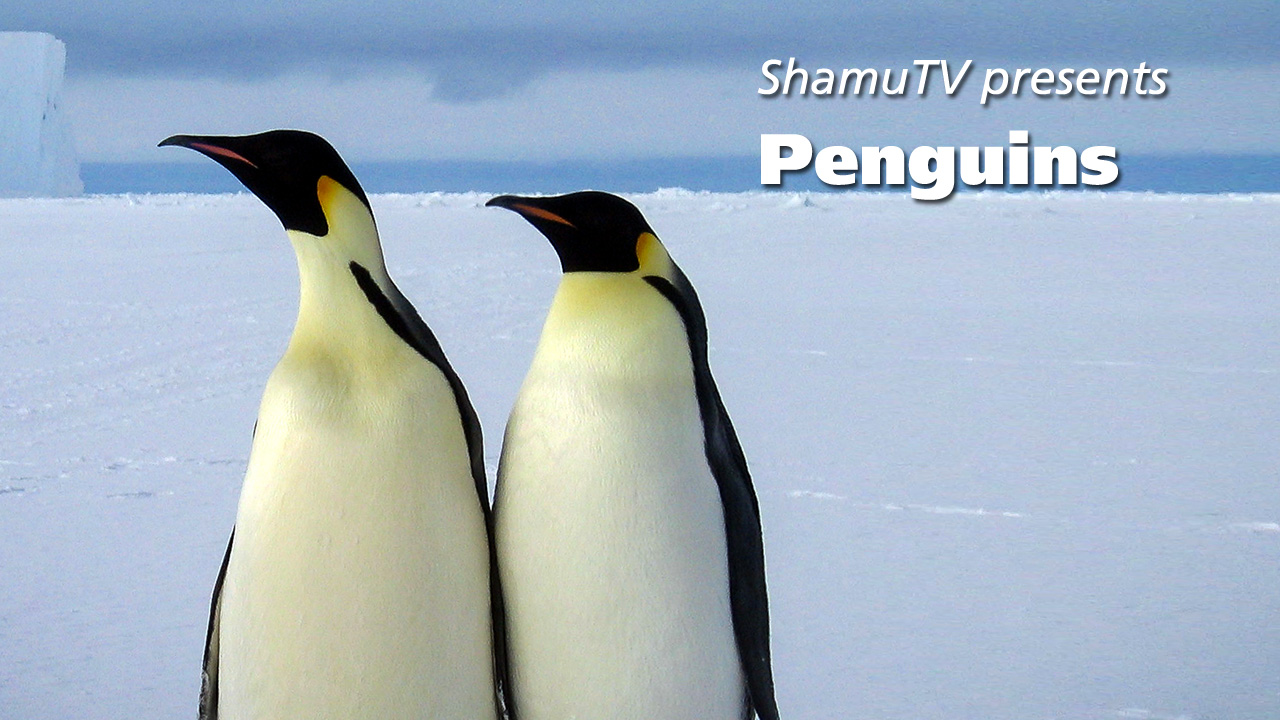 ShamuTV: Penguins (Full Show)