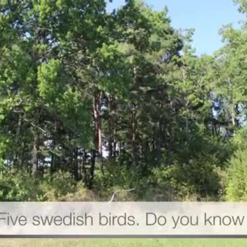 Five Swedish birds