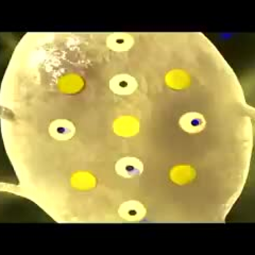 Neuron Resting Potential