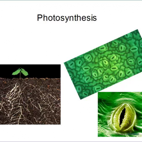 Photosynthesis 