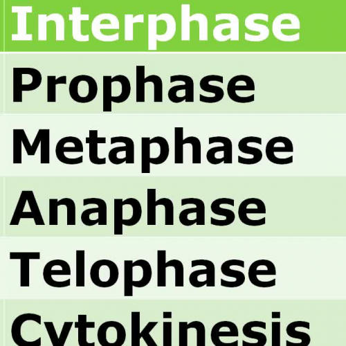 Phases of the Cell Cycle