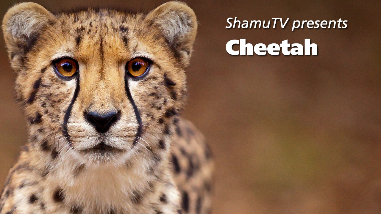 ShamuTV: Cheetahs (Full Show)