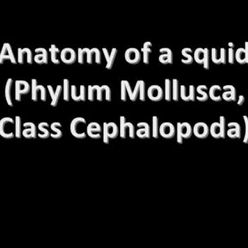 Squid Anatomy