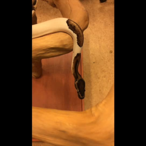 Staten Island Zoo Piebald Ball Python