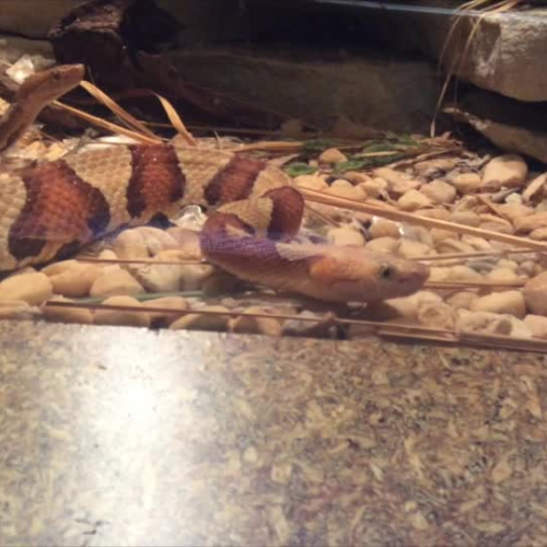 Staten Island Zoo Copperhead