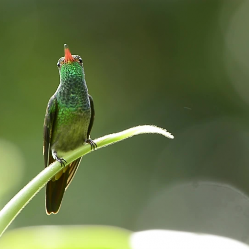  Hummingbirds - Rainforest Bird Colors - EdTechLens