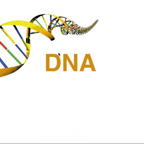 U5 V1 DNA Replication Honors