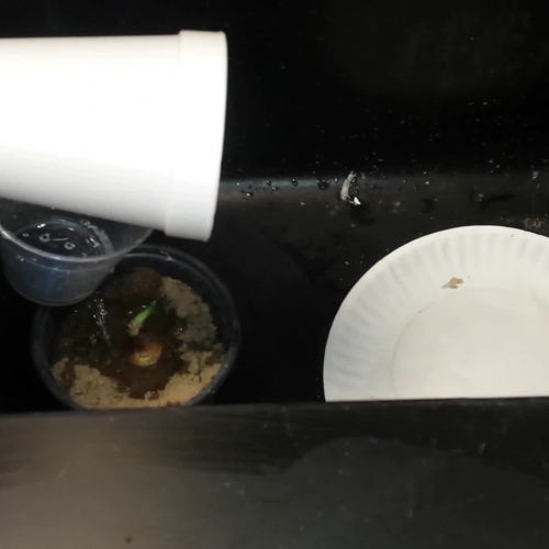 Brianna and Trinity's Group - Energy Transformation Project